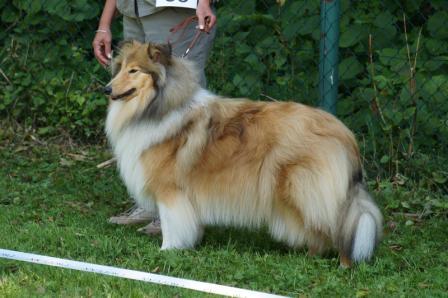 Wysteria deals mist shelties