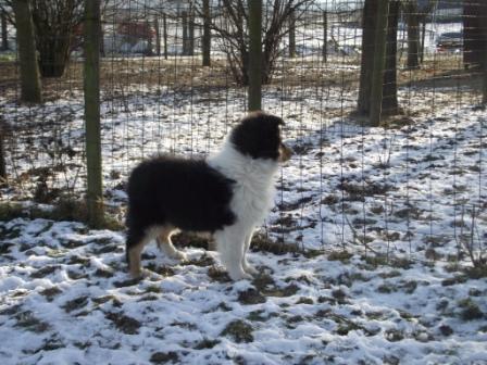 My_Collies